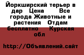 Йоркширский терьер в дар › Цена ­ 1 - Все города Животные и растения » Отдам бесплатно   . Курская обл.